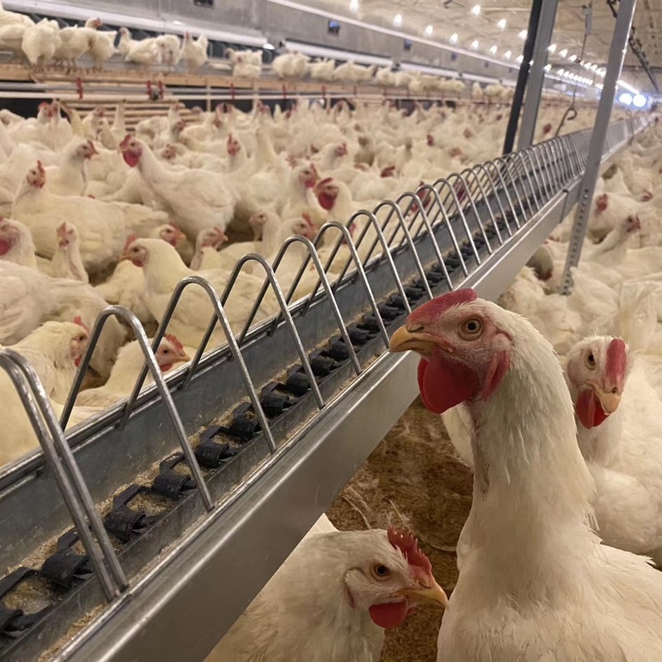 Breeder Chain Feeding Lines